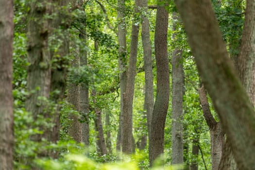 German Moor forest landscape with fern, grass and deciduous trees in summer as background