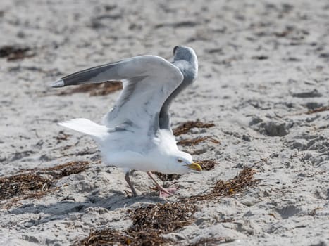 White Herring Gull flies over sandy beach of the Baltic Sea with waves and blue sky