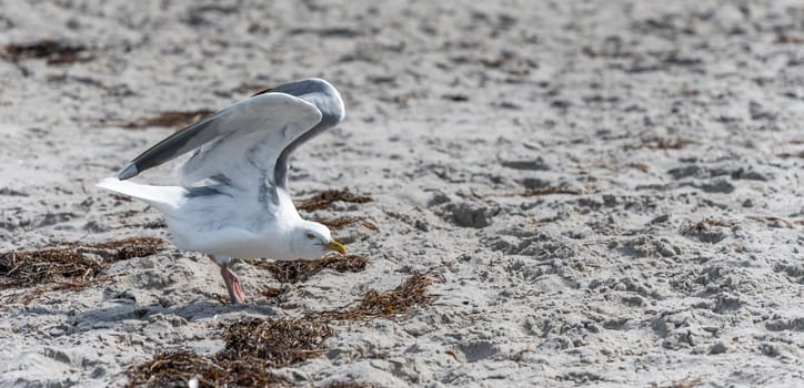 White Herring Gull flies over sandy beach of the Baltic Sea with waves and blue sky