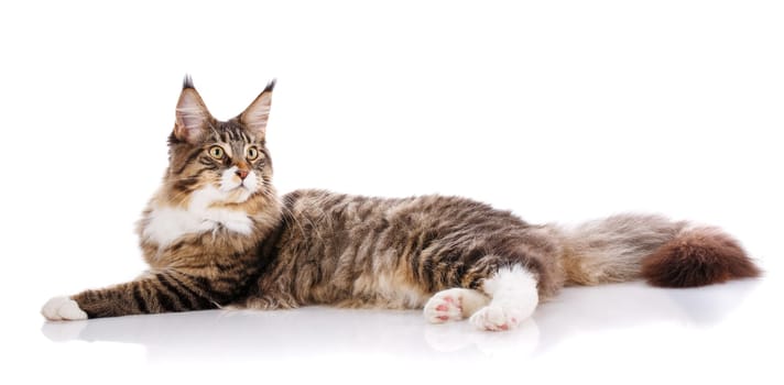 Maine Coon. The largest cat. A big cat. Maine Coon