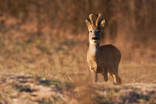 A beautiful roe deer, capreolus capreolus, with growing antlers ruminating the grass on the meadow. A young buck standing on the field and looking carefully into the camera.