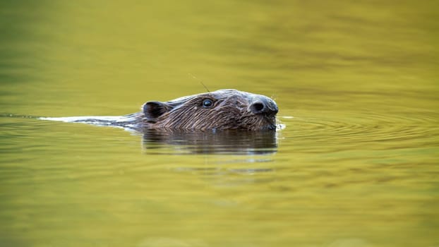 A wet eurasian beaver, castor fiber, submerged in the water up to his head. An aquatic mammal and its natural behaviour following the flow of the river. Wild animal in nature.