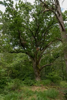 Very old oak tree in a German Moor forest landscape with fern, grass and deciduous trees in summer