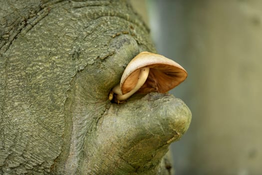 A mushroom with slats grows out of the knothole of an old beech in front of blurred, background