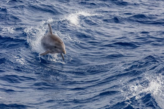 dolphin swimming in Atlantic Ocean near the coast of Tenereife. Spain