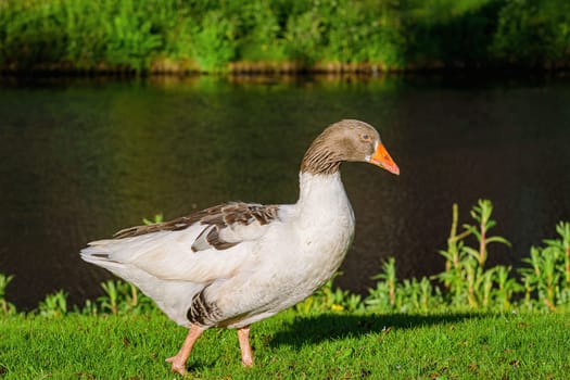 Grey Goose on the Bank of a Canal in Amsterdam