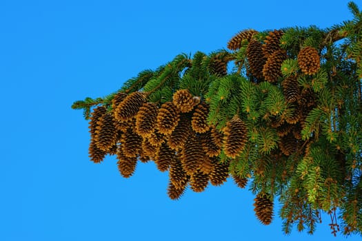 Branch of spruce with strobiles on a background of blue sky