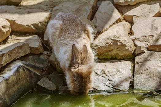 Rabbit drinks water from the pond