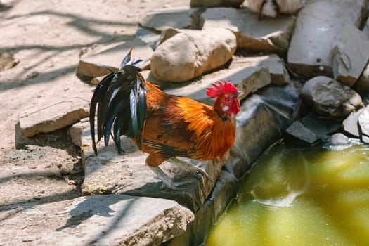 Rooster on the Stone near a pond