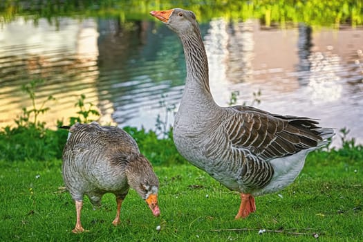 Grey Geese on the Bank of a River