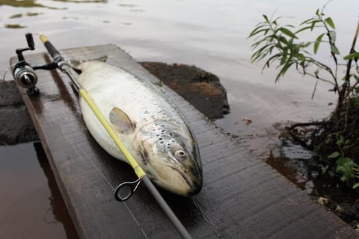 trophy catch big trout fish rod close to