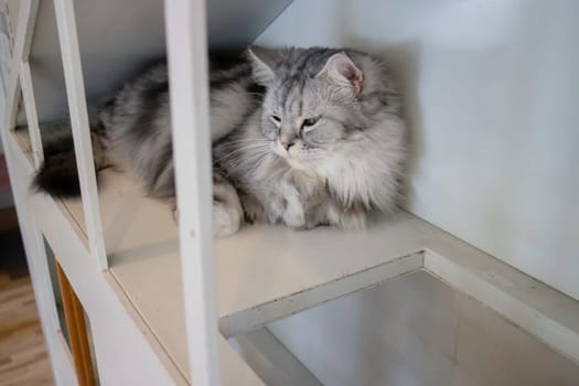 Domestic cat chilled in coffee shop, stock photo