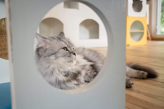 Domestic cat chilled in coffee shop, stock photo