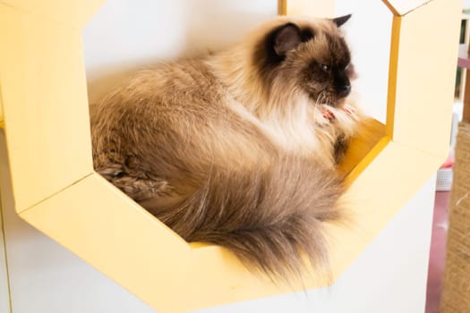 Domestic cat chilled in coffee shop, stock photo