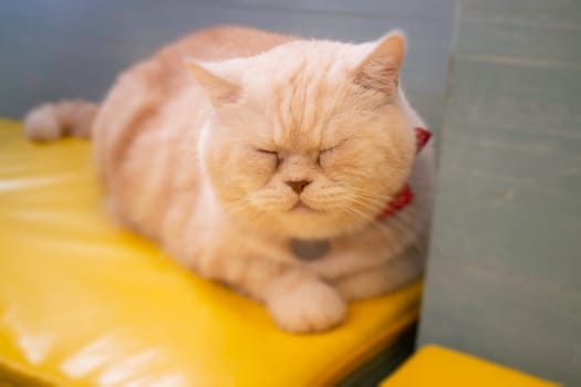 Domestic cat chilled in coffee shop, stock photo