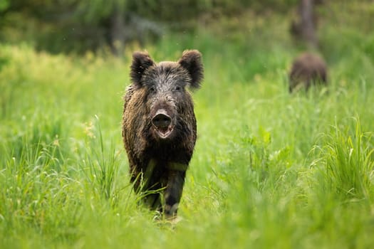Threatening wild boar, sus scrofa, standing on a clearing with mouth open in summer. Front view of relaxed wild mammal feeding in nature. Animal in wilderness.