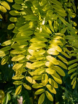 Yellow autumn leaves of acacia in the sun. Natural background. Place for text.