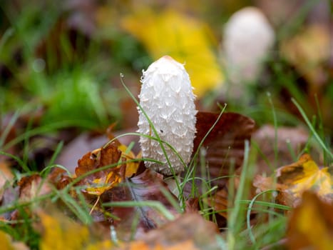 Young coprinus comatus stands on a meadow between autumnal foliage