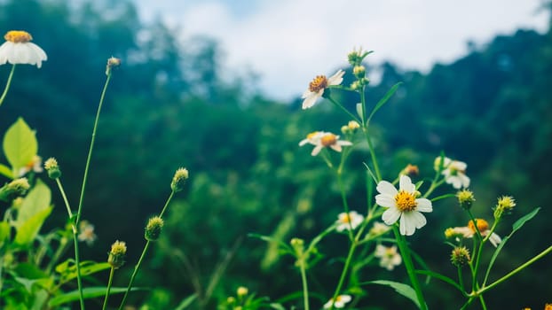 Summer mood background. Energy of Magic wild flora and fauna. Flowers, grass, butterflies.