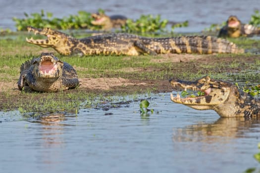 Spectacled caiman (Caiman crocodilus yacare) warming up,Pantanal,Mato Grosso,Brazil