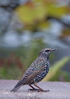 Star Sturnus vulgaris in a telephoto