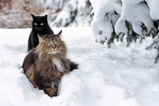 Two cats in the snow