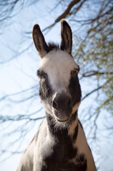 donkey