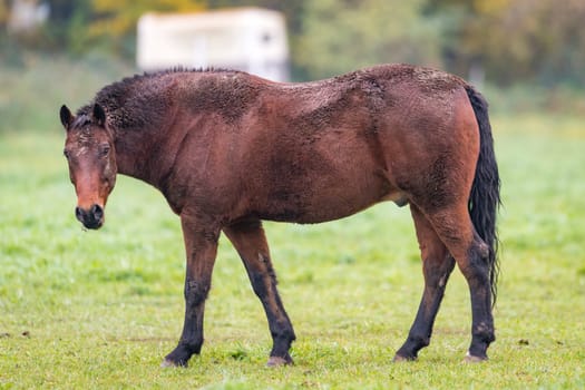 Brown horse with dirty fur is standing on a meadow in front of blurred background