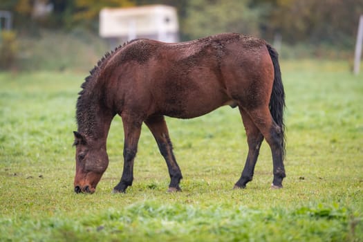 Brown horse with dirty fur is standing on a meadow in front of blurred background