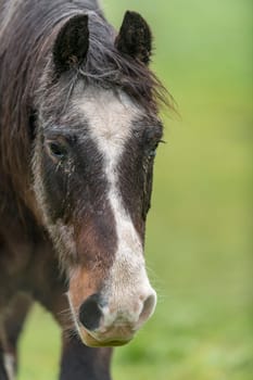 Portrait of a brown horse with dirty fur is standing on a meadow in front of blurred background