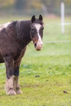 Brown horse with dirty fur is standing on a meadow in front of blurred background