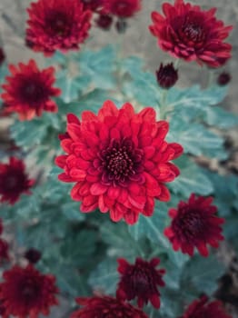 Top view close up of crimson red chrysanthemums bouquet composition. Texture pattern of blooming cardinal color chrysanths flowers, fresh autumn nature background.