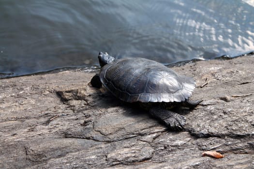 The turtle resting on a rock in the pond