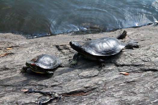 The turtles resting on a rock in the pond