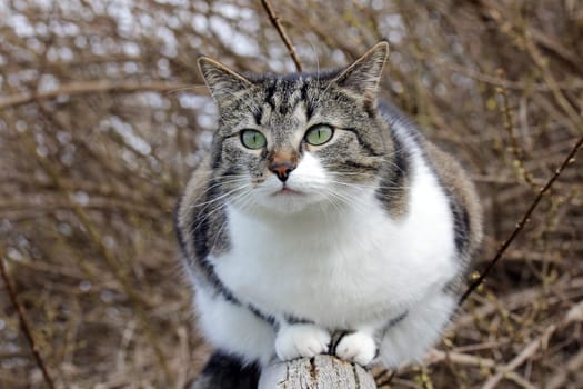 A pretty little brown-white cat on a wooden fence.