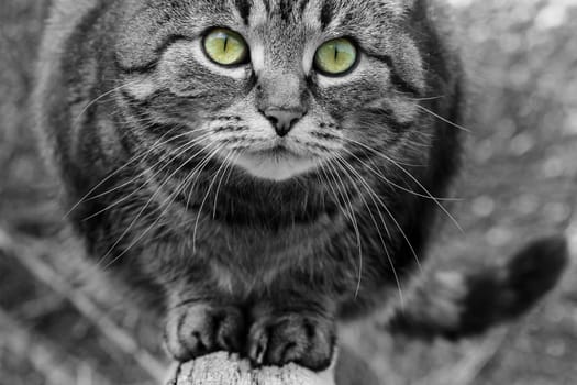 Close-up of the face of a pretty cat in black and white with colored eyes