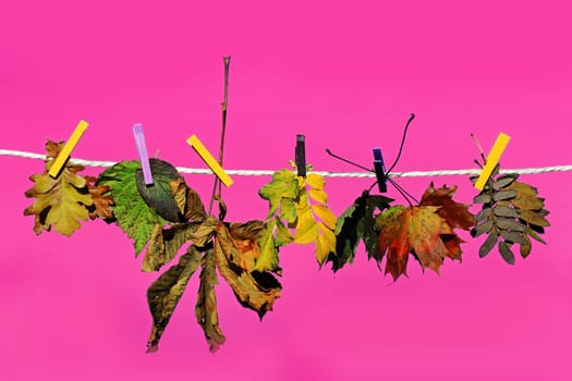 Colourful autumn leaves on a clothesline against a pink background