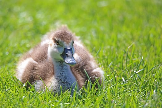 Young goose of the Nile goose Alopochen aegyptiacus in the grass