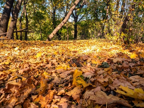Autumn foliage of maple on the ground in the forest. Natural background.