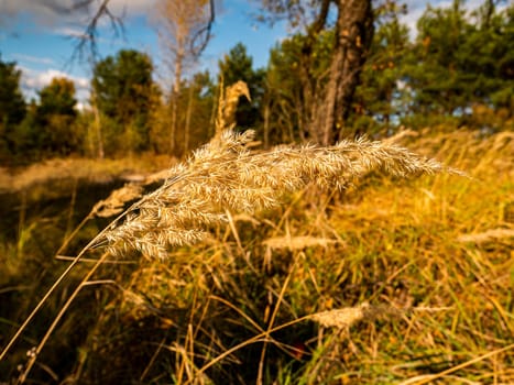 Dry grass on a background of forest landscape. Natural background.