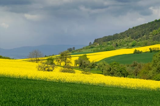 Blooming canola fields on the hillside against a low mountain range. With space for copy.