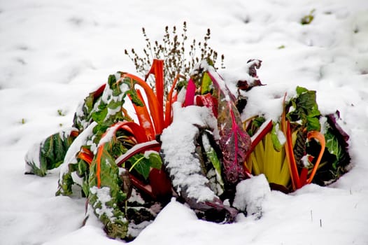 Red mangel in the snow on a wintry garden patch