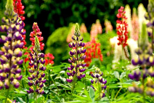 Violet red and pink lupins in a fresh summer garden