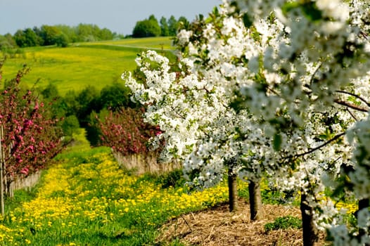 Rows of blossoming apple trees with many flowering dandelions in between leading downhill.