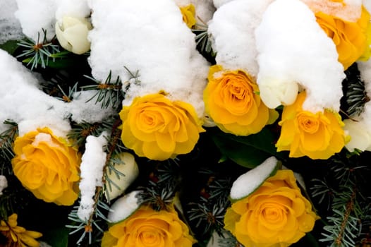 Close up of snow covered yellow roses as part of a memorial wreath