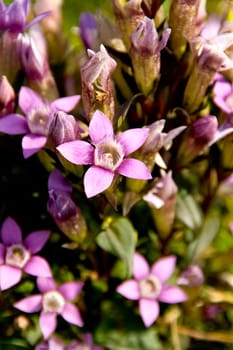 Close up the blossoming of the scarce chiltern gentian (Gentanella Germanica)