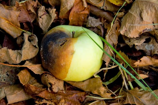 Close up of a half rotten apple on the ground amidst brown leaves