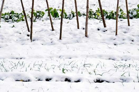 Snowcovered savoy cabbage and leeks in an allotment in the snow between bean poles