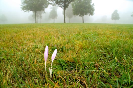 Two autumn crocuses left over on a freshly mown meadow. With space for copy.