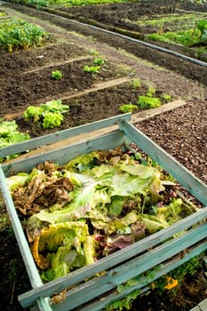 Cabbage leaves in a compost bin on a vegetable garden patch